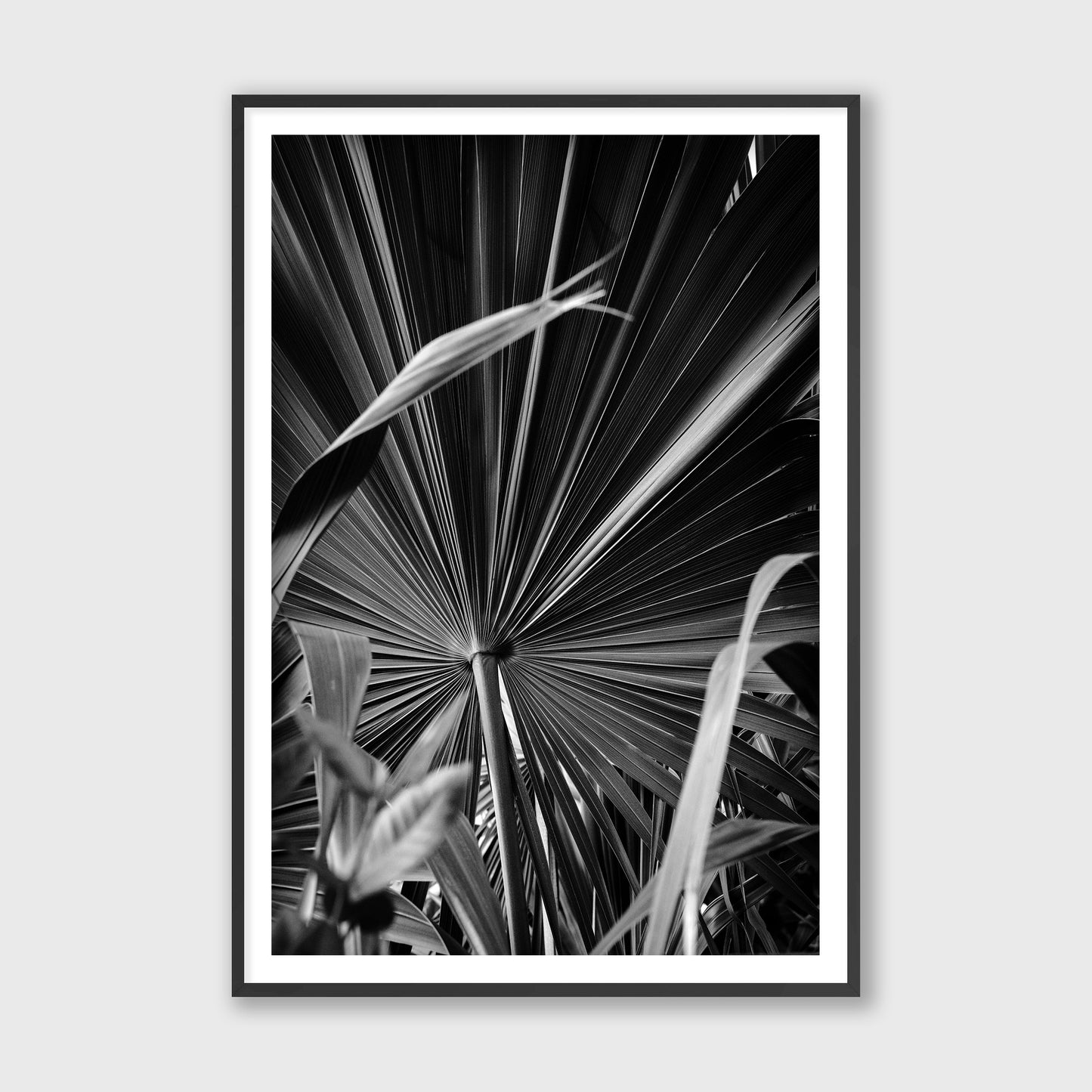 Sand Palm, 2019