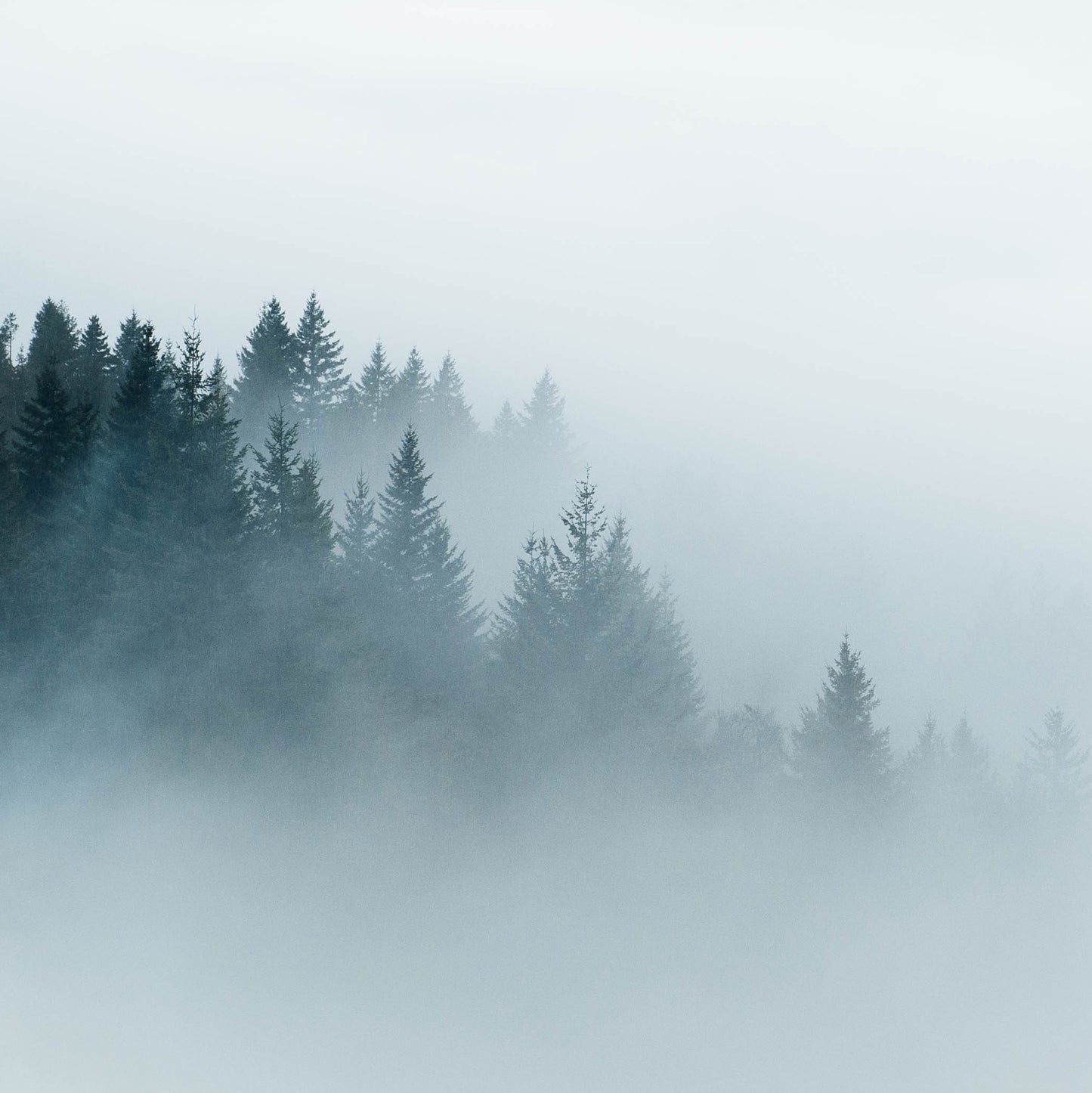 Whiteout, 2021