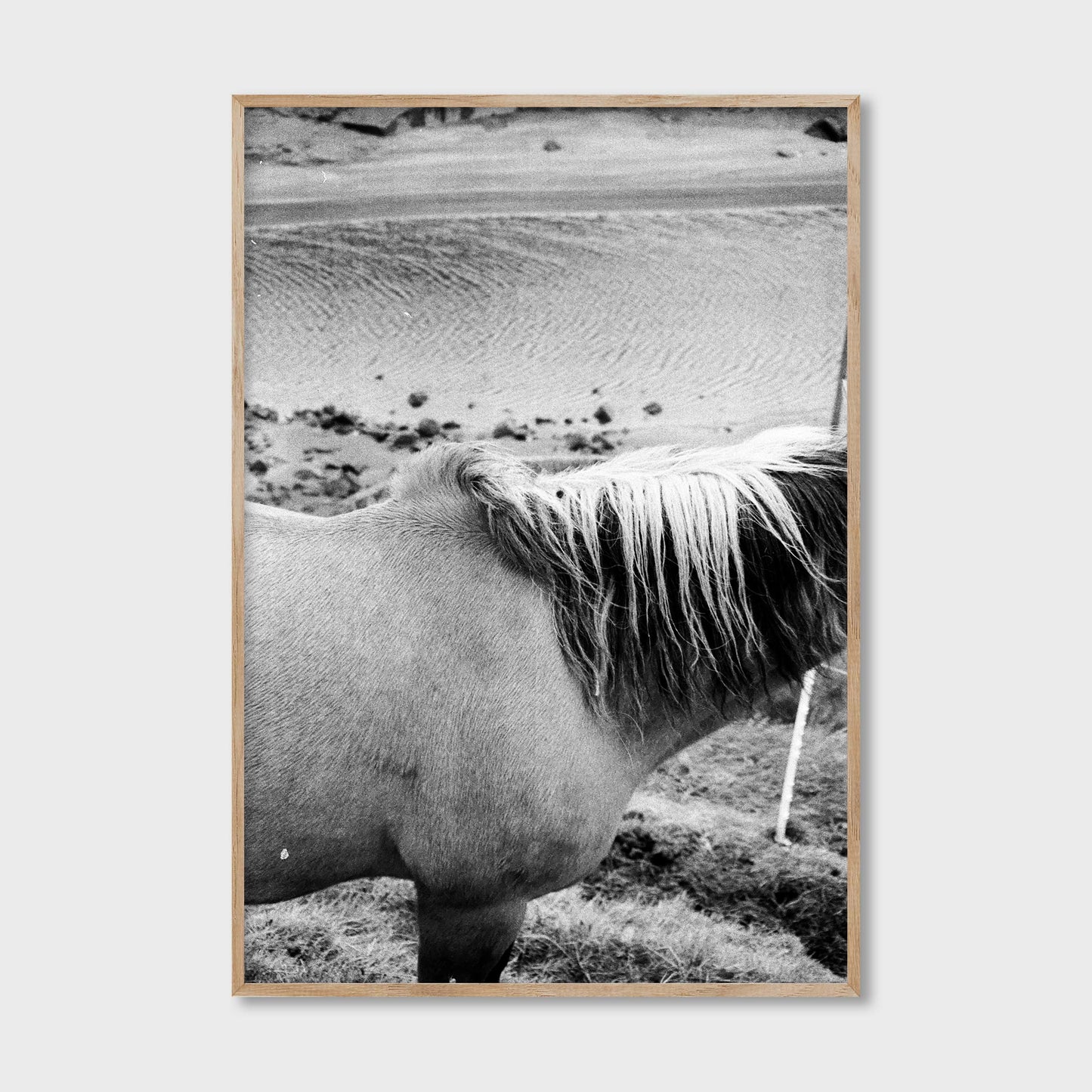 Faroese Pony, 2023